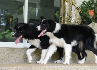 is black dog good feng shui?