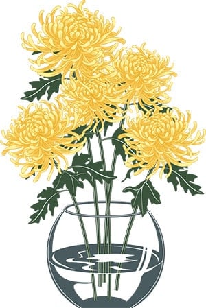 chrysanthemum flower 