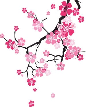 pink and white blossom